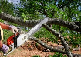 Best Tree Risk Assessment  in Sebastian, TX