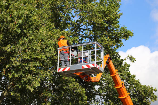 Best Commercial Tree Services  in Sebastian, TX