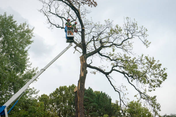 Best Seasonal Cleanup (Spring/Fall)  in Sebastian, TX