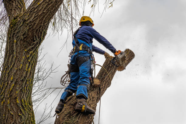  Sebastian, TX Tree Removal Pros