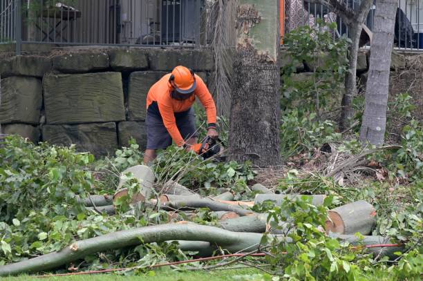 Best Tree Maintenance Programs  in Sebastian, TX